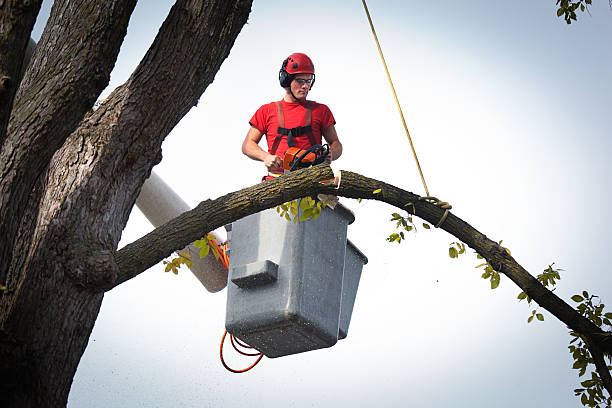 Leaf Removal in Baidland, PA